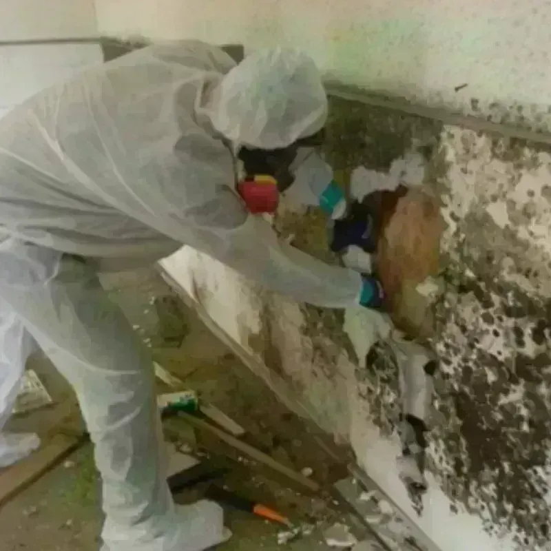 Mold Remediation and Removal in Colorado Springs, CO